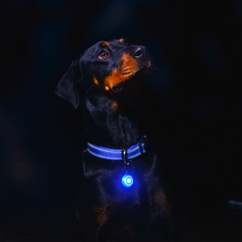 Luz para coleiras ROGZ