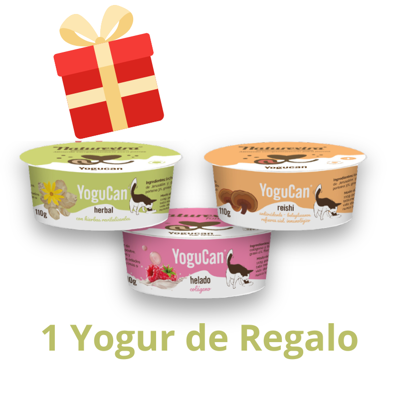 Regalo Yogucan
