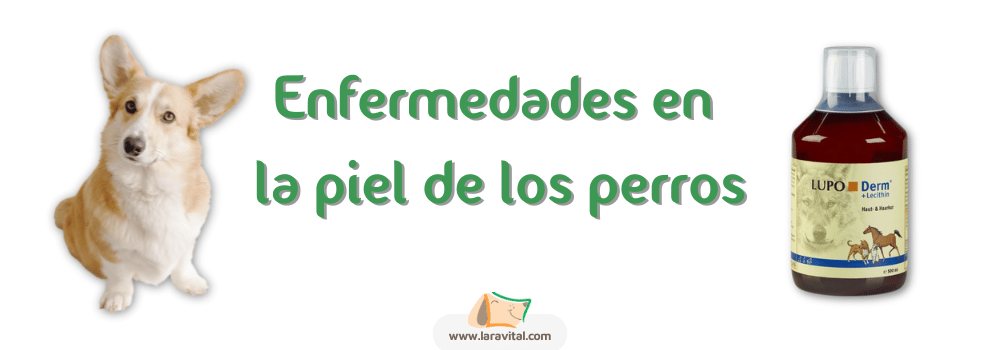 Enfermedades en la piel de los perros