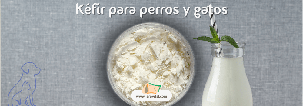 Kefir para perros y gatos