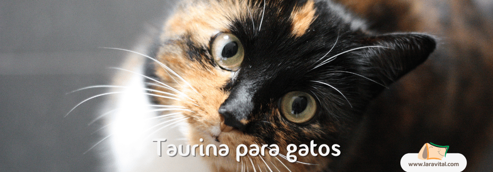 Taurina para Gatos