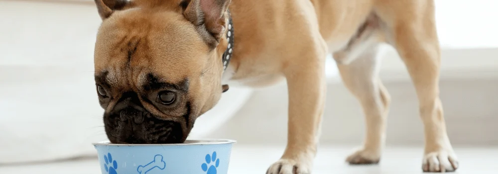 alergias-alimentarias-en-perros-pienso-Naturextra-Hepadiet