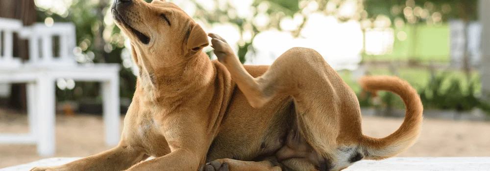 mi-perro-se-rasca-mucho