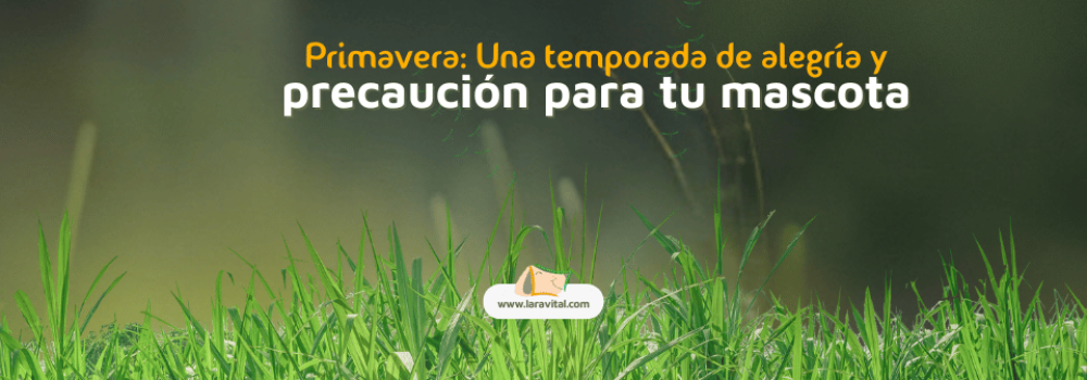 primavera-2024-laravital