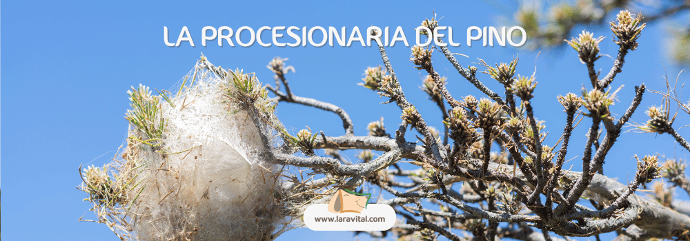 procesionaria-del-pino-perros-new