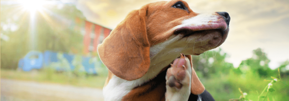 proteger-a-tu-perro-de-parasitos-min